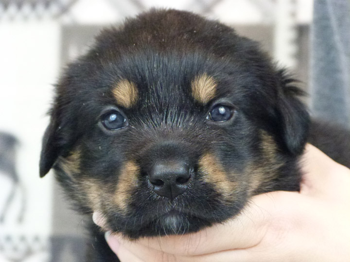 chinook puppy